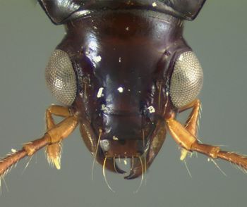 Media type: image;   Entomology 22491 Aspect: head dorsal view